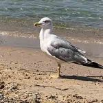 mouette curieuse